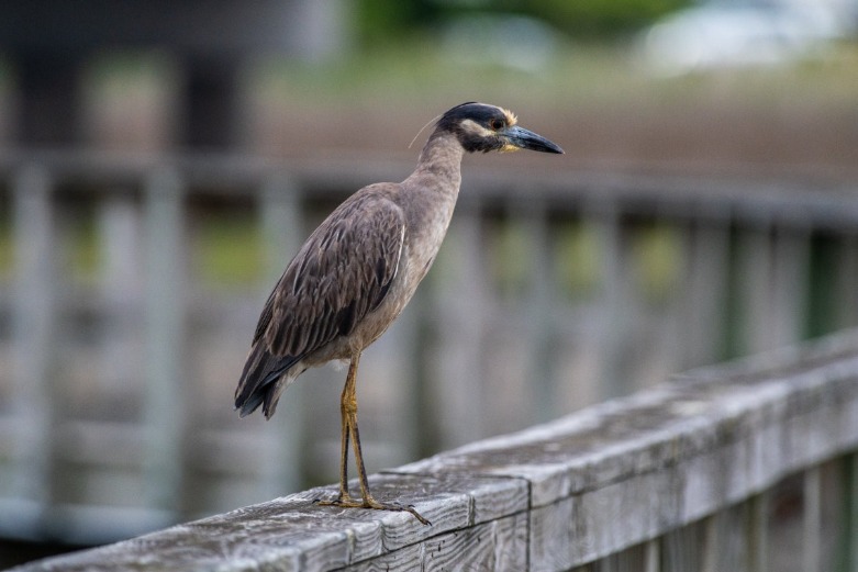 Embrace the Last Rays of Summer on Topsail Island in September | SeaShore Realty